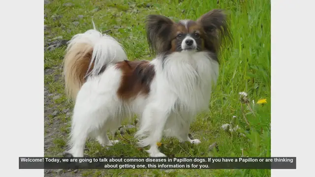 Video thumbnail for Common Health Issues in Papillon Dogs: What You Need to Know