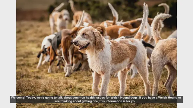 Video thumbnail for Common Health Issues in Welsh Hound Dogs: What You Need to Know