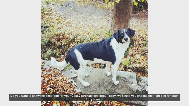 Video thumbnail for Best Diet for Your Český Strakatý Pes: Tips for a Healthy Dog