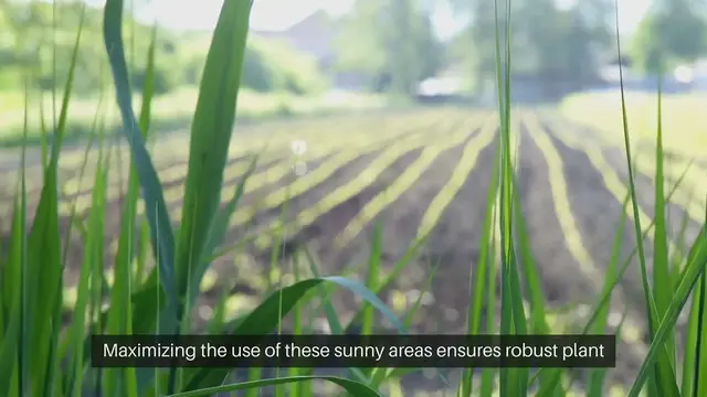 Video thumbnail for Sunniest Spot Garden Vegetables