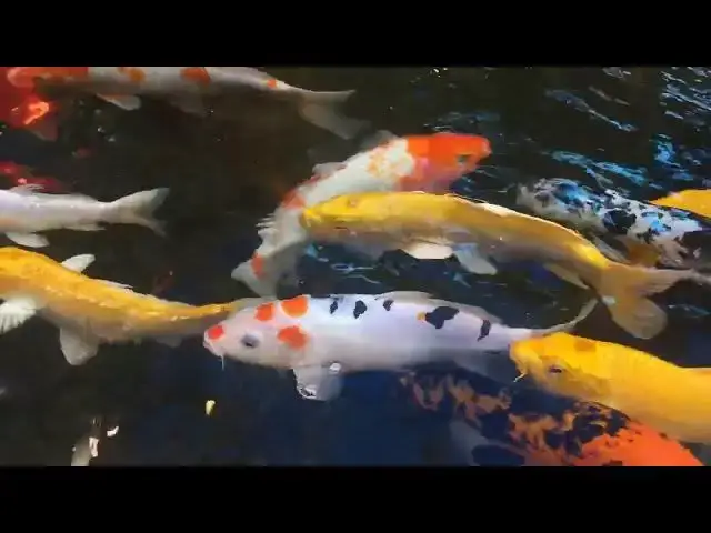Video thumbnail for Koi Fish Feeding Guide: Schedules, Tips, and Common Mistakes