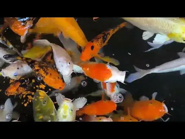 Video thumbnail for Is Your Koi Fish Eating Enough? Key Signs to Watch For