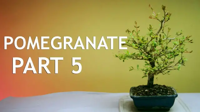 Video thumbnail for Pomegranate Bonsai, from seed, in a Blue pot. 5