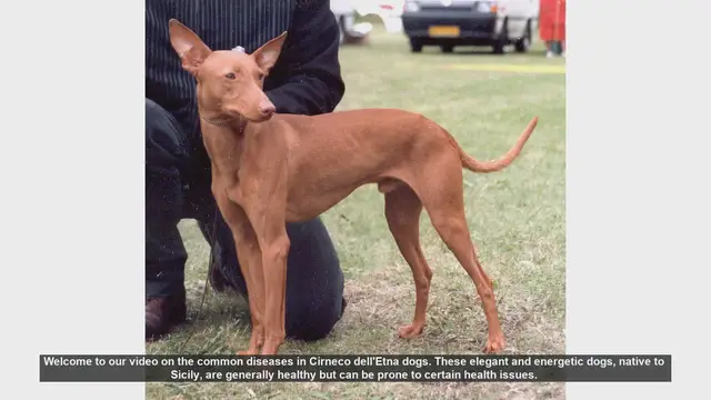 Video thumbnail for Common Health Issues in Cirneco dell'Etna Dogs