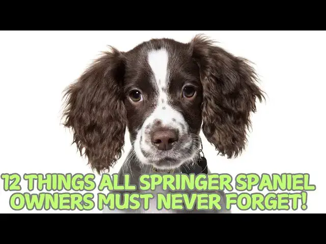 Video thumbnail for 12 Things All Springer Spaniel Owners Must Never Forget! 🐶✨
