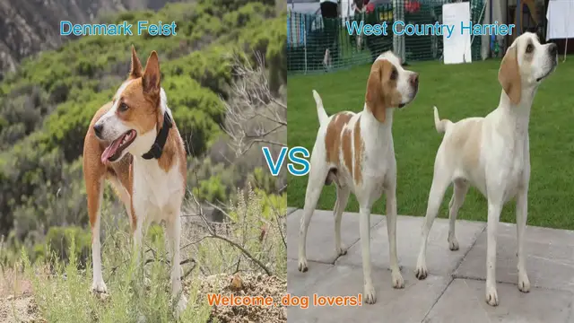Video thumbnail for Dog Breed Comparison: Denmark Feist vs. West Country Harrier