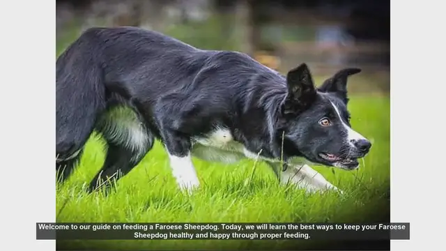 Video thumbnail for Feeding Your Faroese Sheepdog: Essential Tips for a Healthy Diet