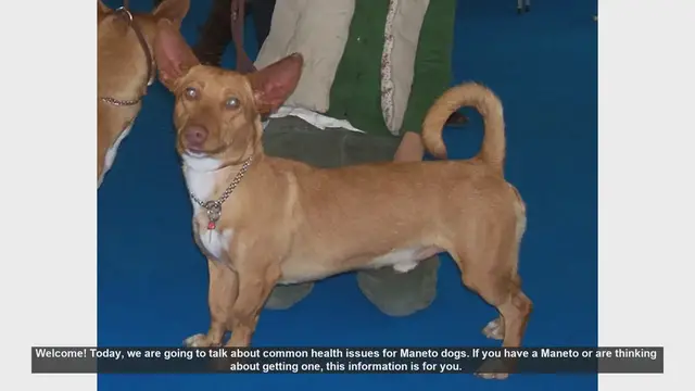 Video thumbnail for Common Health Issues in Maneto Dogs: Tips for a Healthy Life