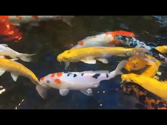 Video thumbnail for How to Prevent Pond Sludge: Keeping Your Water Feature Clean