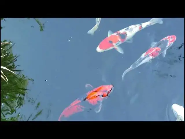 Video thumbnail for How to Clean Your Koi Fish Pond: A Complete Guide