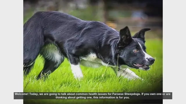 Video thumbnail for Common Health Issues in Faroese Sheepdogs: What You Need to Know