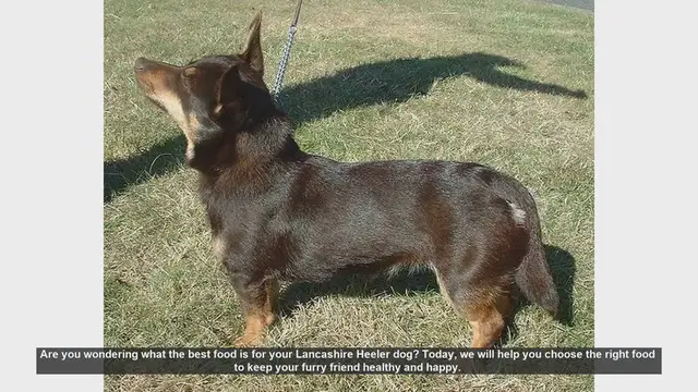 Video thumbnail for Best Food for Your Lancashire Heeler: A Complete Guide