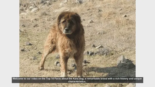 Video thumbnail for Top 10 Fascinating Facts About the Kars Dog