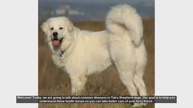 Video thumbnail for Common Health Issues in Tatra Shepherd Dogs: What You Need to Know
