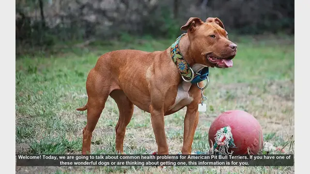 Video thumbnail for Common Health Problems in American Pit Bull Terriers