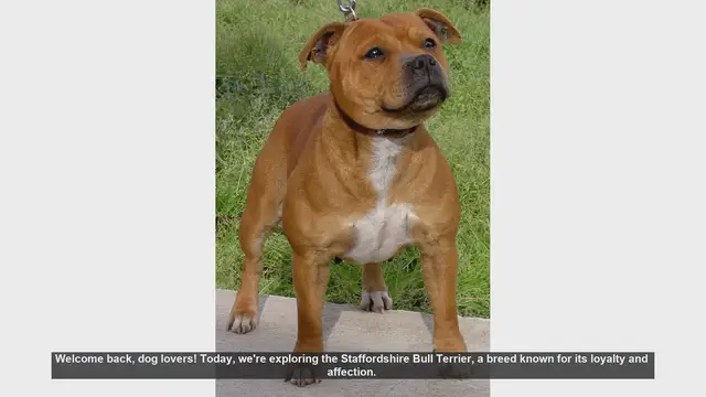 Video thumbnail for Top 10 Facts About the Staffordshire Bull Terrier