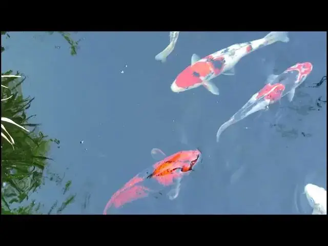 Video thumbnail for Expert Tips for Winning Koi Fish Competitions