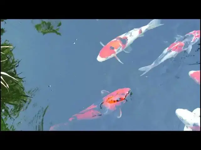 Video thumbnail for Maximizing Growth in High-Metabolism Koi: Essential Care Tips
