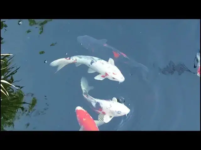 Video thumbnail for How to Clean Your Koi Pond After an Algae Bloom
