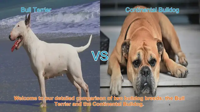 Video thumbnail for Bull Terrier vs. Continental Bulldog: A Comprehensive Breed Comparison