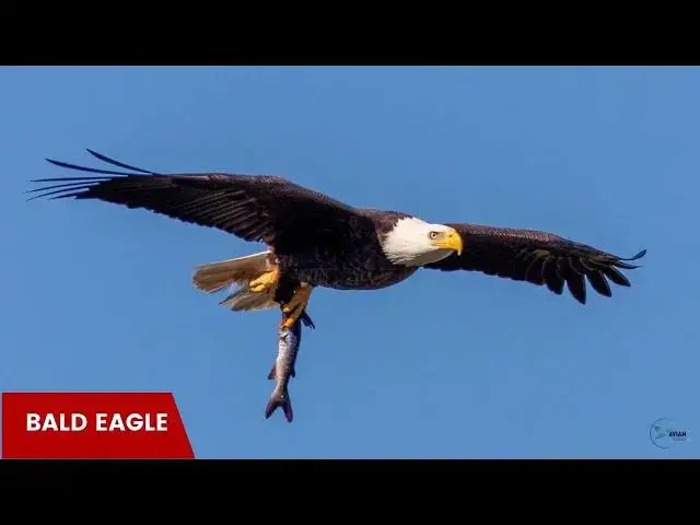 Video thumbnail for Up Close with Vermont's Bald Eagles