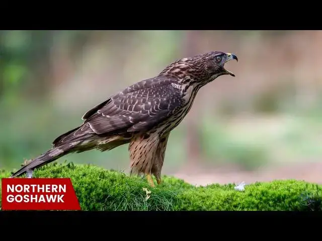 'Video thumbnail for Hawks in Wisconsin: Winged Sentinels of the Badger State'