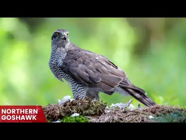 Video thumbnail for Hawks in New Mexico: Sky Guardians of the Land of Enchantment