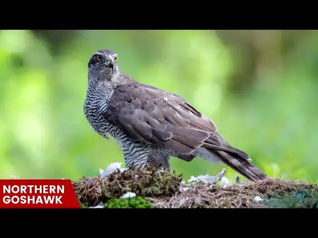 Video thumbnail for Hawks in North Dakota: Winged Guardians of the Peace Garden State