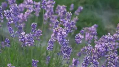 'Video thumbnail for 7 Purple Perennials for a Colorful Garden'