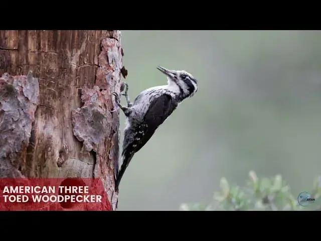 Video thumbnail for Idaho's Amazing Woodpeckers: A Visual Guide