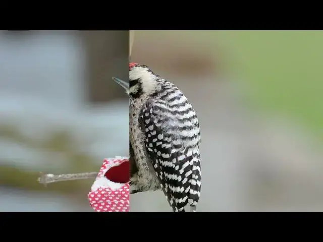 Video thumbnail for Discovering the Woodpeckers of Kansas: A Visual Tour