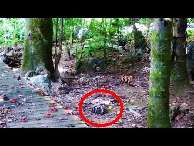 Video thumbnail for Man Grabs Crab Before Realizing What It Really Is