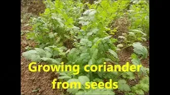 Video thumbnail for Growing coriander plant from seeds./How to grow coriander in your home garden.