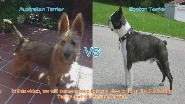 Video thumbnail for Australian Terrier vs. Boston Terrier: A Comparison of Beloved Dog Breeds