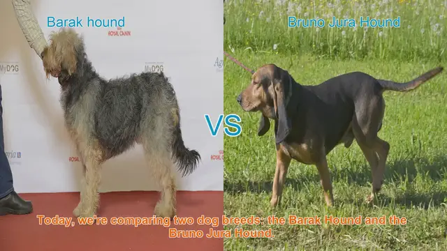 Video thumbnail for Barak Hound vs. Bruno Jura Hound: A Comprehensive Comparison