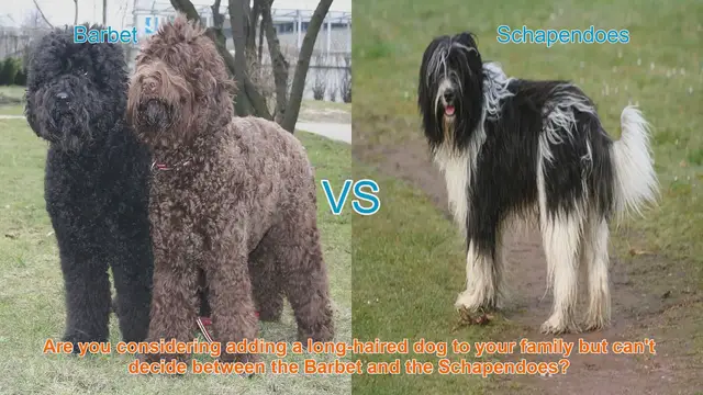 Video thumbnail for Barbet vs. Schapendoes: A Comprehensive Breed Comparison
