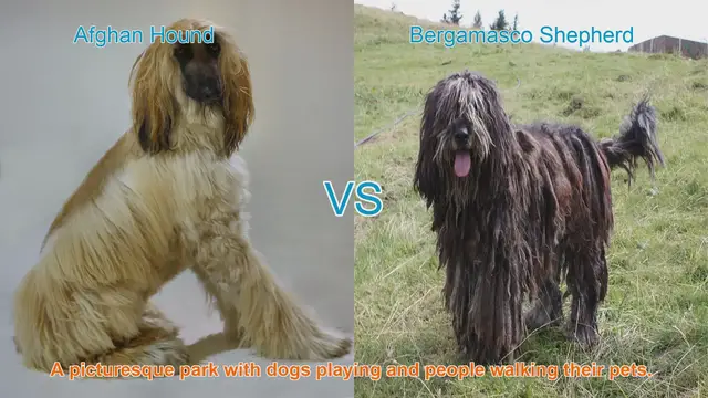 Video thumbnail for Comparing Afghan Hound and Bergamasco Shepherd: Long-Haired Dog Breeds
