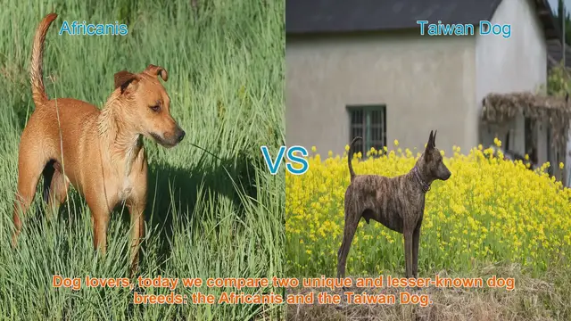 Video thumbnail for Africanis vs. Taiwan Dog: A Unique Breed Comparison