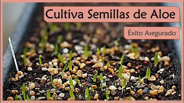 'Video thumbnail for ✅ Cómo plantar semillas de Aloe o Sábila 🌱'