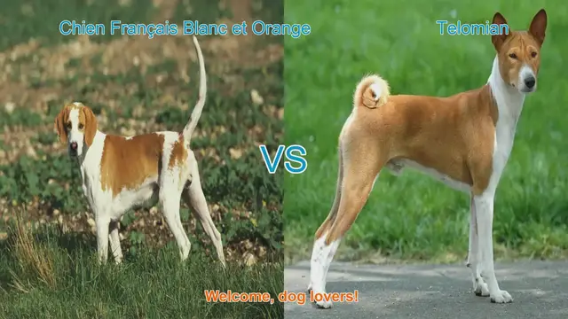 Video thumbnail for Chien Français Blanc et Orange vs. Telomian: A Breed Comparison