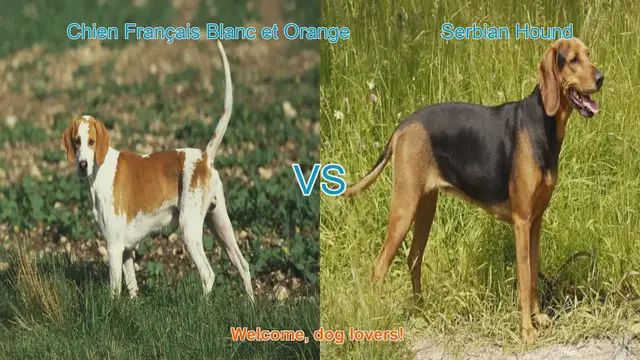 Video thumbnail for Dog Breed Comparison: Chien Français Blanc et Orange vs. Serbian Hound