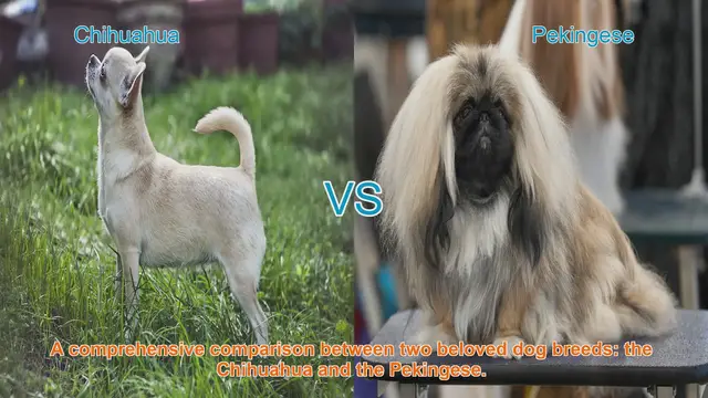 Video thumbnail for Chihuahua vs. Pekingese: A Comprehensive Breed Comparison
