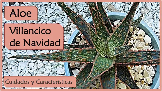 'Video thumbnail for 🌱 Caracteristicas del Aloe Christmas Carol o Aloe Villancico de Navidad'