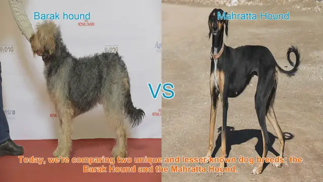 Video thumbnail for Barak Hound vs. Mahratta Hound: A Comparative Guide