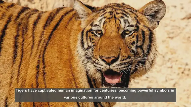 Video thumbnail for 10 Powerful Tiger Symbols: From Strength to Rebirth