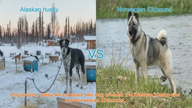 Video thumbnail for Alaskan Husky vs. Norwegian Elkhound: A Comparative Guide