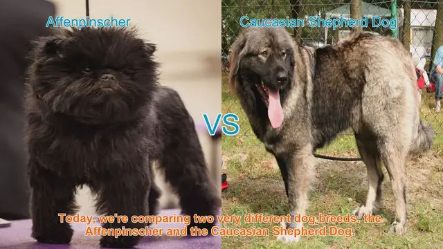 Video thumbnail for Affenpinscher vs. Caucasian Shepherd Dog: Breed Comparison