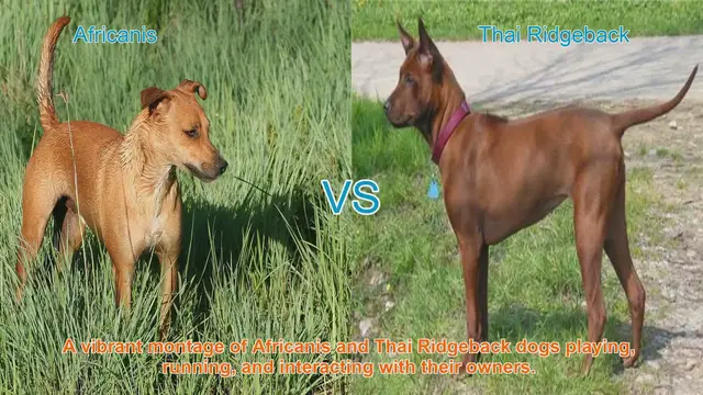 Video thumbnail for Africanis vs. Thai Ridgeback: A Comparative Guide