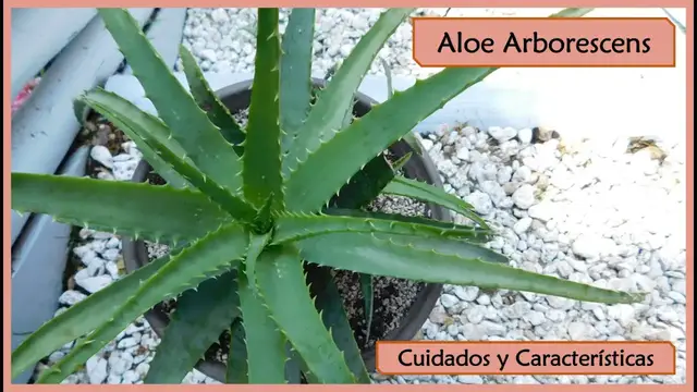 'Video thumbnail for Cómo cultivar el Aloe Arborescens 🌱 Cuidados y propiedades 🌼'