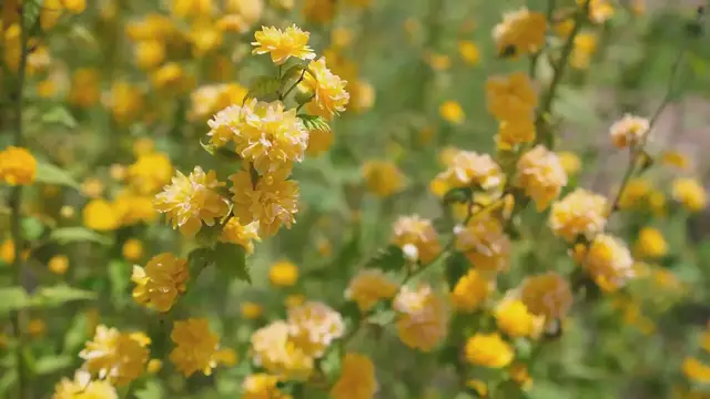 Video thumbnail for Botanical Gardens